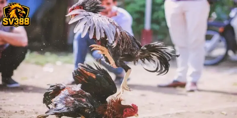 Phân tích kèo đá gà SV388 chuẩn xác và cách làm chủ mọi trận đấu 3 Bí quyết gia tăng tỷ lệ thắng khi trải nghiệm SV388