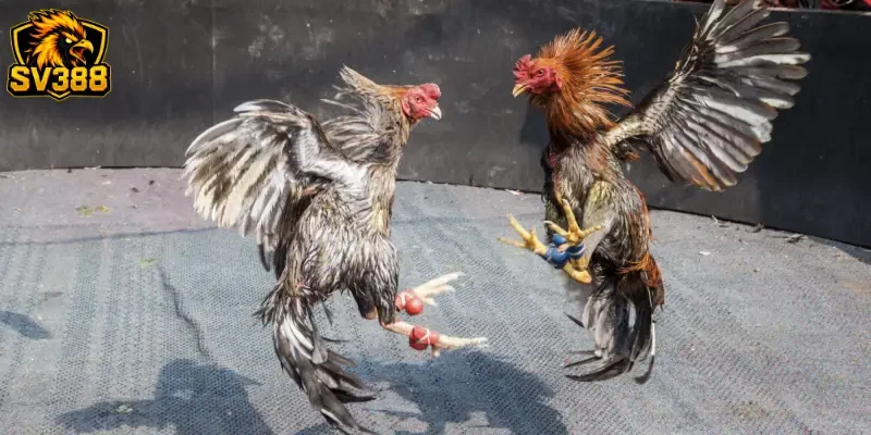 Soi kèo gà đá cựa sắt SV388: Cách săn tiền thưởng từ kê thủ 2 Soi kèo gà đá cựa sắt SV388 là gì và vì sao nên tham gia?