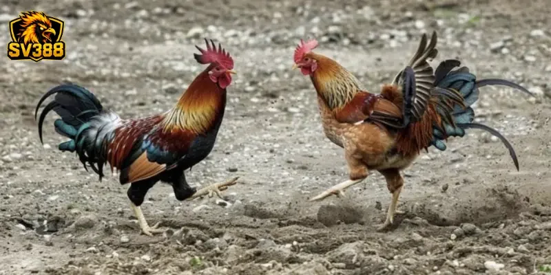Bí quyết soi kèo gà đá SV388 - Bắt cửa cược thắng lớn 2026 3 Bí quyết soi kèo gà đá SV388 phân tích lối đá đặc trưng