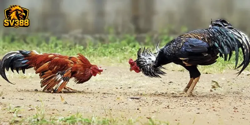 Cách phân tích kèo gà đá SV388 chuẩn kỹ thuật cho kê thủ 3 Phân tích lịch sử thi đấu và phong độ tại SV388