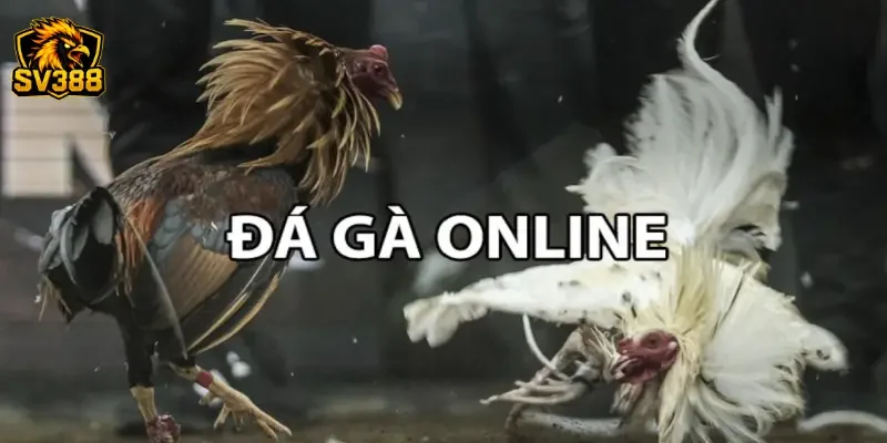 Kinh nghiệm chọn kèo gà đá SV388 trúng lớn từ cao thủ lâu năm 